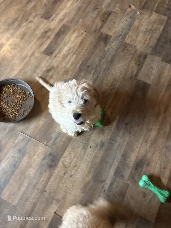 Girl white – Golden Retriever puppy for sale in Starr, SC