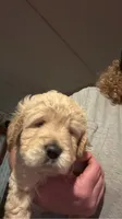 Girl white, a female Golden Retriever for sale in Starr, SC – 1 of 1