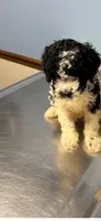 Levi, a male Cavapoo for sale in Thomasville, GA – 6 of 8