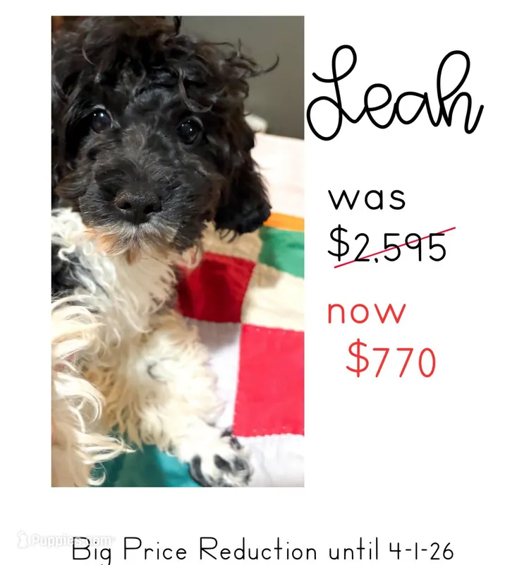 Lea  – Cavapoo puppy for sale in Thomasville, GA