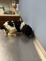 Ruby, a female Cavapoo for sale in Thomasville, GA – Photo 2 of 2