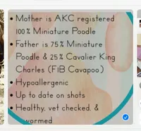 Lea , a female Cavapoo for sale in Thomasville, GA – Photo 4 of 4