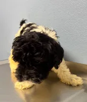 Ruby, a female Cavapoo for sale in Thomasville, GA – Photo 1 of 2