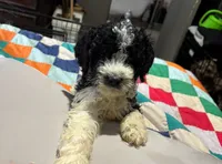 Levi, a male Cavapoo for sale in Thomasville, GA – 7 of 8