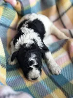 Levi, a male Cavapoo for sale in Thomasville, GA – 8 of 8