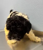 Ella, a female Cavapoo for sale in Thomasville, GA – Photo 1 of 2