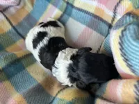 Ella, a female Cavapoo for sale in Thomasville, GA – Photo 2 of 2