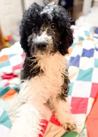 Levi, a male Cavapoo for sale in Thomasville, GA – Photo 2 of 5