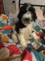 Buck, a male Cavapoo for sale in Thomasville, GA – Photo 2 of 3