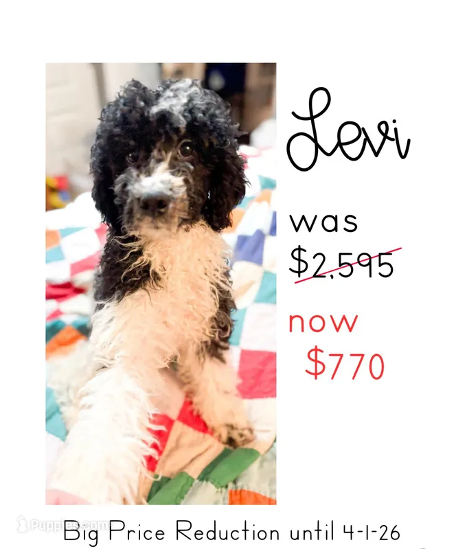 Levi – Cavapoo puppy for sale in Thomasville, GA