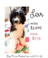 Levi, a male Cavapoo for sale in Thomasville, GA – Photo 1 of 5