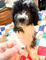 Levi, a male Cavapoo for sale in Thomasville, GA – Photo 3 of 5