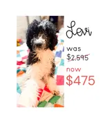 Levi, a male Cavapoo for sale in Thomasville, GA – 1 of 8
