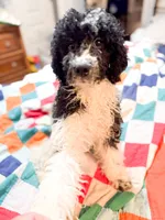 Levi, a male Cavapoo for sale in Thomasville, GA – 3 of 8