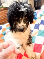 Levi, a male Cavapoo for sale in Thomasville, GA – 4 of 8