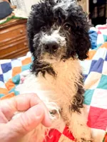 Levi, a male Cavapoo for sale in Thomasville, GA – 5 of 8