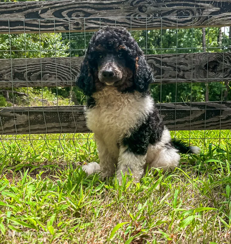 Cookie – Poodle - Standard  puppy for sale in Golden, MS