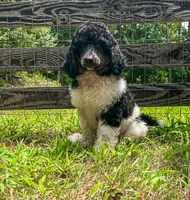 Cookie, a female Poodle - Standard  for sale in Golden, MS – 3 of 7