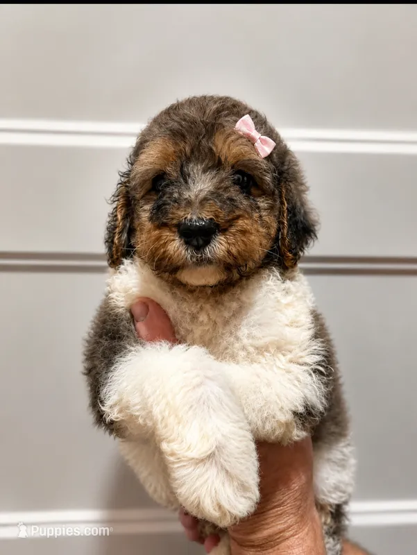 Honey bun  – Poodle - Standard  puppy for sale in Golden, MS
