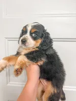 Kiwi, a male Cocker Spaniel and Miniature Australian Shepherd for sale in Golden, MS – 2 of 2