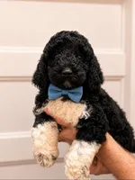 Brownie, a female Poodle - Standard  for sale in Golden, MS – 1 of 2