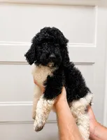 Muffin , a female Poodle - Standard  for sale in Golden, MS – 2 of 2