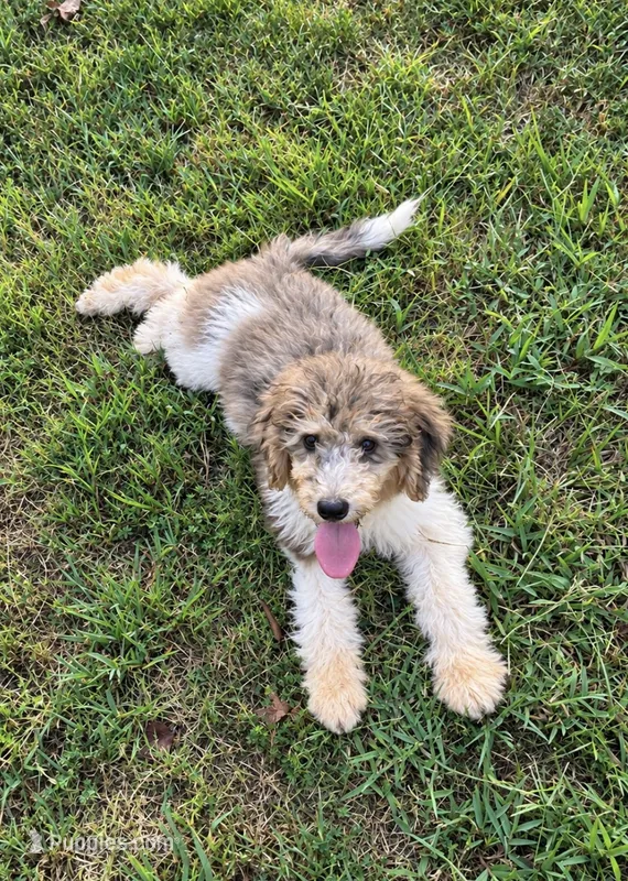Honey bun  – Poodle - Standard  puppy for sale in Golden, MS