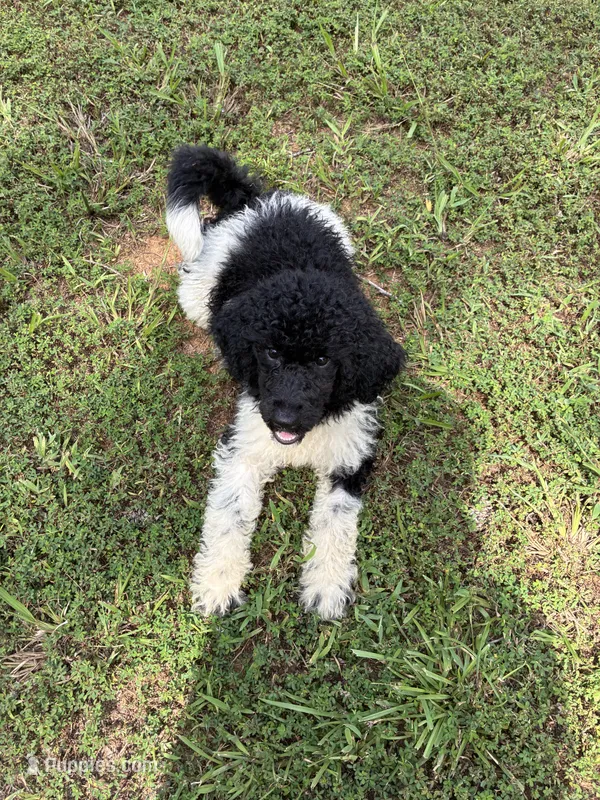 Muffin  – Poodle - Standard  puppy for sale in Golden, MS