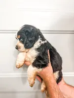 Banana , a male Cocker Spaniel and Miniature Australian Shepherd for sale in Golden, MS – 2 of 2