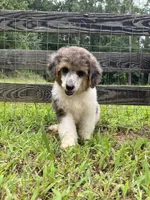 Honey bun , a female Poodle - Standard  for sale in Golden, MS – 5 of 8