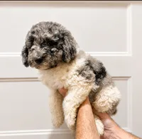 Scone, a male Poodle - Standard  for sale in Golden, MS – 2 of 2