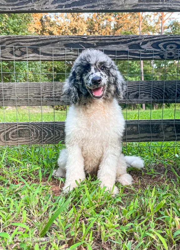 Scone – Poodle - Standard  puppy for sale in Golden, MS