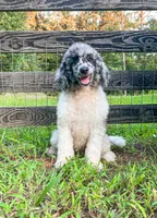 Scone, a male Poodle - Standard  for sale in Golden, MS – 2 of 5