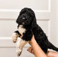 Brownie, a female Poodle - Standard  for sale in Golden, MS – 2 of 2