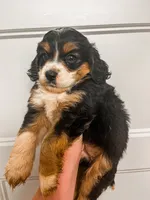Strawberry , a female Cocker Spaniel and Miniature Australian Shepherd for sale in Golden, MS – 2 of 2