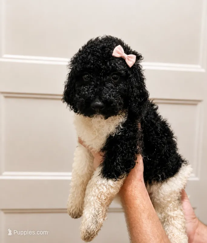 Muffin  – Poodle - Standard  puppy for sale in Golden, MS