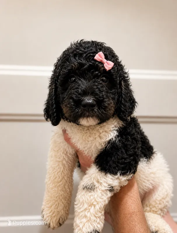 Cookie – Poodle - Multi-Colored Standard puppy for sale in Golden, MS