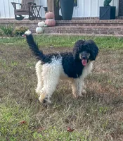 Cookie, a female Poodle - Standard  for sale in Golden, MS – 2 of 7