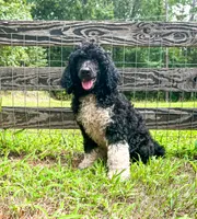 Brownie, a male Poodle - Standard  for sale in Golden, MS – 3 of 5