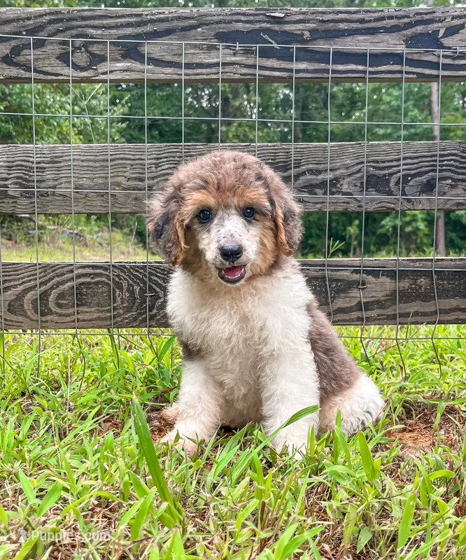 Honey bun  – Poodle - Standard  puppy for sale in Golden, MS