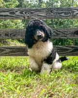 Cookie, a female Poodle - Standard  for sale in Golden, MS – 4 of 7