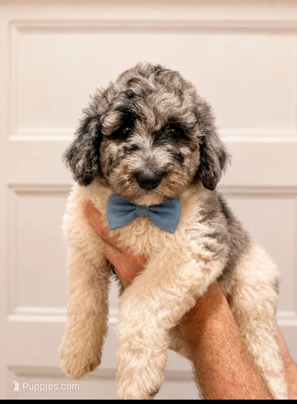Scone – Poodle - Standard  puppy for sale in Golden, MS