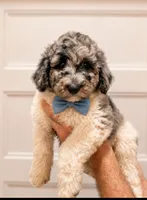 Scone, a male Poodle - Standard  for sale in Golden, MS – 1 of 2