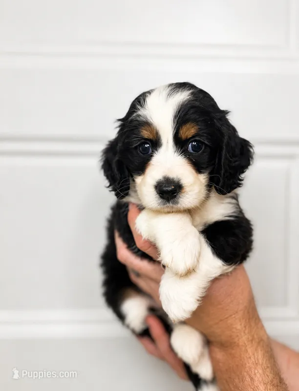 Banana  – Cocker Spaniel, Miniature Australian Shepherd puppy for sale in Golden, MS