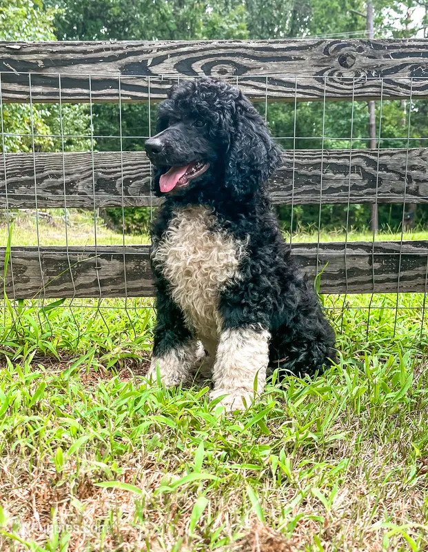 Brownie – Poodle - Standard  puppy for sale in Golden, MS