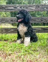 Brownie, a male Poodle - Standard  for sale in Golden, MS – 2 of 5