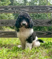Cookie, a female Poodle - Standard  for sale in Golden, MS – 5 of 7