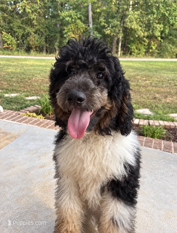 Cookie – Poodle - Standard  puppy for sale in Golden, MS
