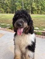 Cookie, a female Poodle - Standard  for sale in Golden, MS – 1 of 7