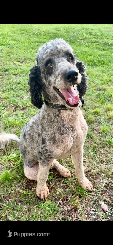 Murphy  – Poodle - Standard  puppy for sale in Golden, MS
